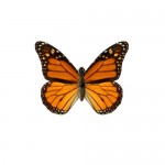 Krásny lietajúci motýľ