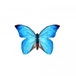Krásny lietajúci motýľ